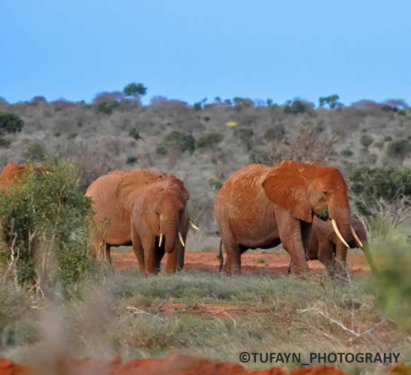 tsavo_sandy trips