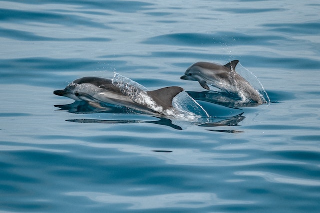 sandytrips-dolphin-watching-wasini2