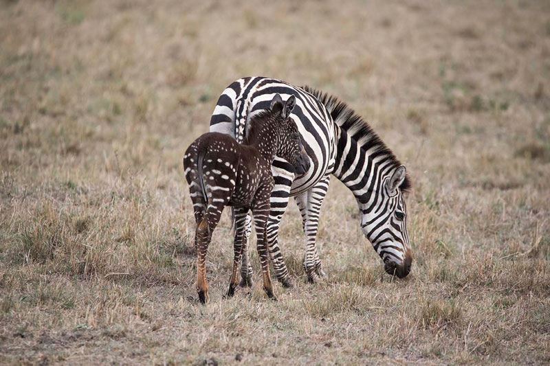 Sandytrips_safari_kenya-zebra
