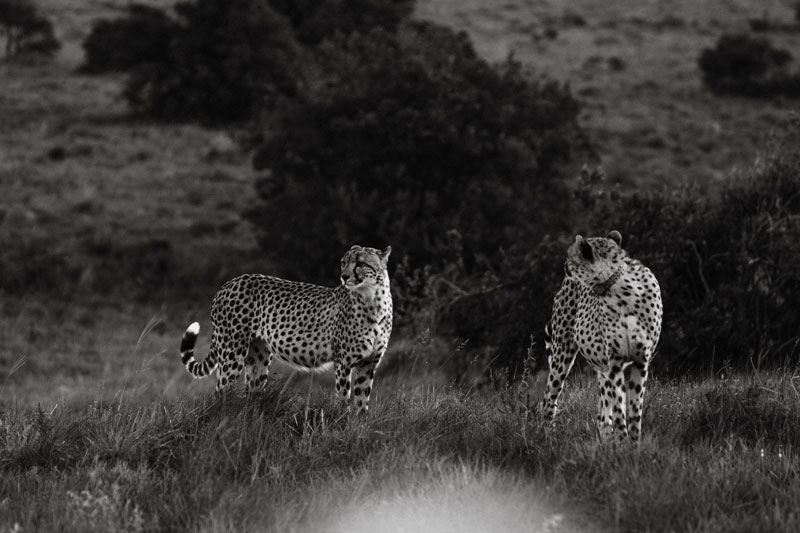 sandytrips_safari_cheetah